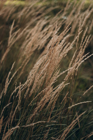 Abstract natural background of soft plants Cortaderia selloana. Pampas grass on a blurry bokeh, Dry...