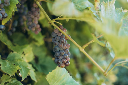 Grapes for making red wine in the harvesting crate. Blue grapes growing on the grape vines. Closeup...
