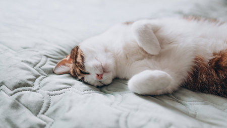 Cute White cat with gray spots sleeps in a bed. The cat is resting, soft focus. Funny home pet. Concept of relaxing and cozy wellbeing. Sweet dream. Full bodyの写真素材