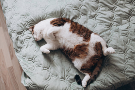 Cute White cat with gray spots sleeps in a bed. The cat is resting, soft focus. Funny home pet. Concept of relaxing and cozy wellbeing. Sweet dream. Full bodyの写真素材