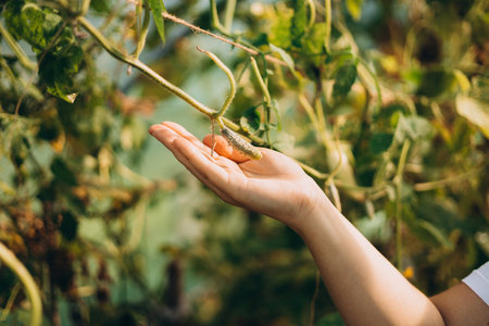 A farmer woman in a cotton apron tears cucumbers in a greenhouse. A hand picks a cucumber. Harvesting banner. Good harvestの写真素材