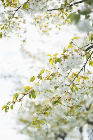 Close-up white cherry blossom sakura in spring time. Nature background. High quality photo. Sakura...