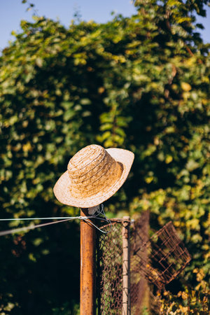 A straw hat hangs on a fence near vineyard, summer time