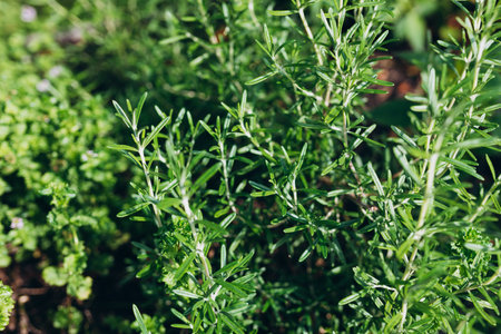 Rosemary Herb grow outdoor. Green Rosemary leaves Close-up. Fresh Organic flavoring plants growing. Seasonings, Nature healthy flavoring, cooking concept. Ingredients for food. Soft focusの写真素材