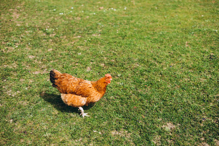 Free range chicken on a lawn pecking the ground outside a farm. Golden Comet Chicken. Hen free...