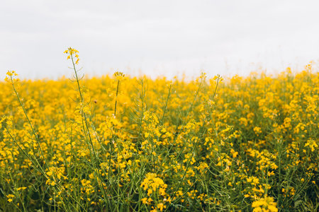 Agricultural field with rapeseed plants. Rape flowers in strong sunlight. Oilseed, canola, colza....