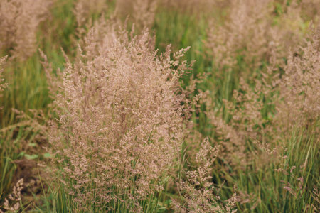 Bent grass also known as bentgrass or colonial bent or Agrostis capillaris. Abstract neutral background.の写真素材