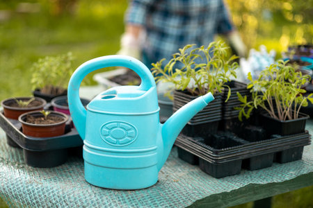 Growing tomato seedlings in different plastic reusable pots and big blue watering can. Planting vegetables. Growing food near home. Planting and eco gardening concept.の写真素材