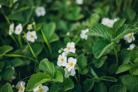Strawberry blooming with white flowers in the garden. Strawberry blossom bush close up. Nature backgroundの写真素材