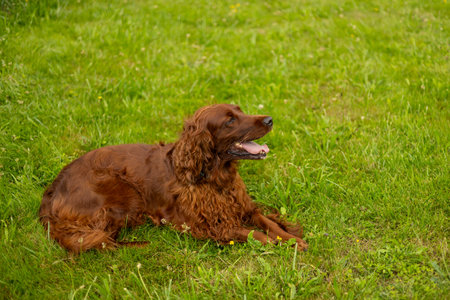 Beautiful Irish setter resting in the garden during summer. Brown dog breed Irish setter with his...