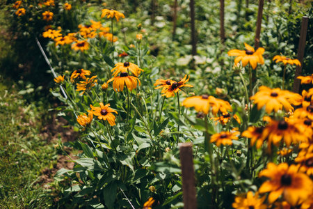 Coneflower, Rudbeckia hirta is a medicinal plant and a flower with yellow flowers. Orange coneflowers in bloom at summer.の写真素材