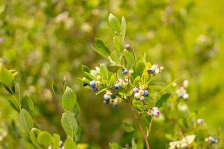 Ripe blueberries on a bush on a nature background. Vitamins, cultivation, harvest, vegetarian concept. Plantation of blueberry cultivated at bio farmの写真素材