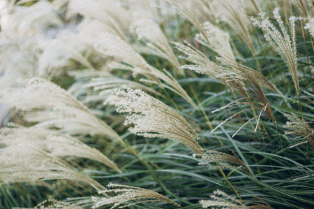 Abstract natural background of soft plants Cortaderia selloana. Pampas grass on a blurry bokeh, Dry reeds boho style. Fluffy stems of tall grass in autumn, soft focusの写真素材