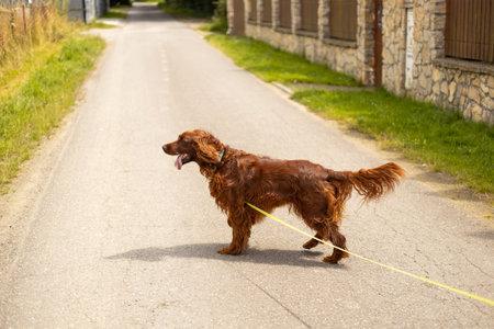 Irish setter dog have fun at morning walkingの写真素材