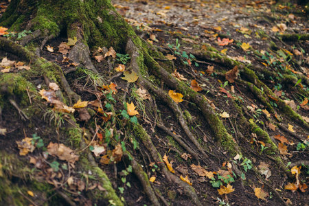 Green moss growing on the roots of a tree trunk in a forest, autumn time. Nature banner. Green and mysterious woodlandの写真素材