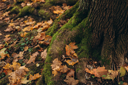 Green moss growing on the roots of a tree trunk in a forest, autumn time. Nature banner. Green and mysterious woodlandの写真素材