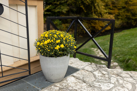 Blossoming yellow chrysanthemum in flower pot outdoors.の写真素材