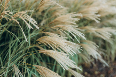Abstract natural background of soft plants Cortaderia selloana. Pampas grass on a blurry bokeh, Dry reeds boho style. Fluffy stems of tall grass in autumn, soft focus. High quality photoの写真素材