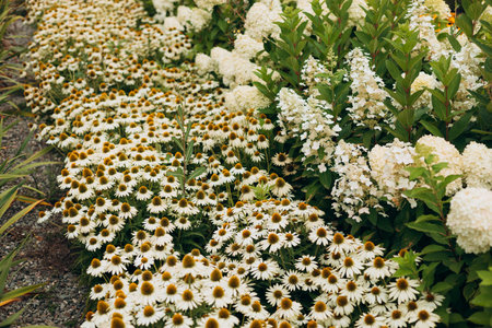 Herbal Echinacea Flowers. Herbal Echinacea or Coneflower flowers in a garden. Close up of a large white daisy, nature background. Botanical gardenの写真素材