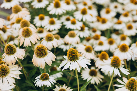Herbal Echinacea Flowers. Herbal Echinacea or Coneflower flowers in a garden. Close up of a large...