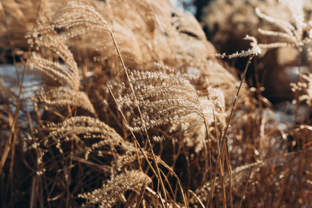 Abstract natural background of soft plants Cortaderia selloana. Frosted pampas grass on a blurry bokeh, Dry reeds boho style. Patterns on the first ice. Fluffy stems of tall grass under snow in winterの写真素材
