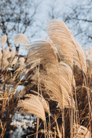 Abstract natural background of soft plants Cortaderia selloana. Frosted pampas grass on a blurry bokeh, Dry reeds boho style. Patterns on the first ice. Fluffy stems of tall grass under snow in winterの写真素材