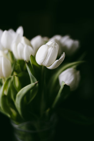 Beautiful white tulips on black background, soft focus.