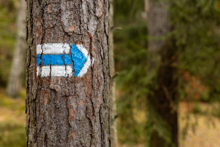 Blue painted arrow showing direction on the tree trunk growing in forest with green plants. Hiking trail sign painted on tree bark in the forest for tourists and hikers.の写真素材
