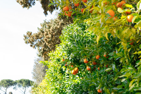 Ripe juicy sweet orange mandarins on a tree in the mandarin orchard. Selective focus. Tangerine sunny garden with green leaves and ripe fruits. Natural outdoor food backgroundの写真素材