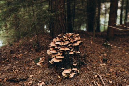Close-up picture of mushroom, A mushroom that can be found thought out the year on fallen logs or stumps of deciduous trees.の写真素材