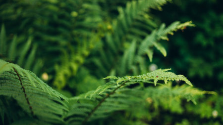 Close-up of lush, green fern leaves in a tropical forest. The detailed texture and vibrant color.