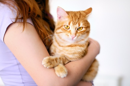 Girl holding beautiful orange tomcatの写真素材