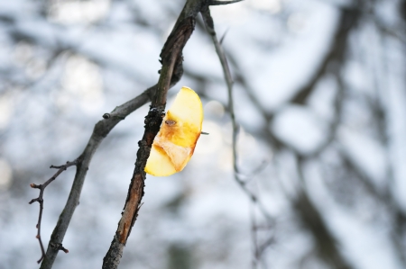 Piece of apple on the branch in winter  birds food  の写真素材