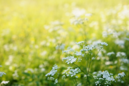 Spring Meadow with Green Grass and Field Flowersの写真素材