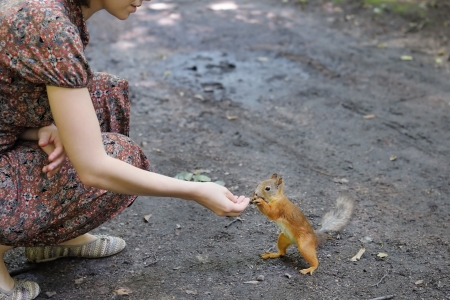 Girl feed funny little squirrel in summer parkの写真素材