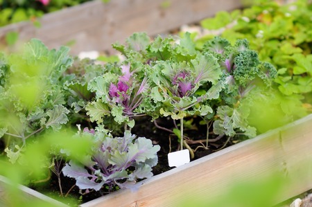 Decorative cabbage seedlings planted in a gardenの写真素材