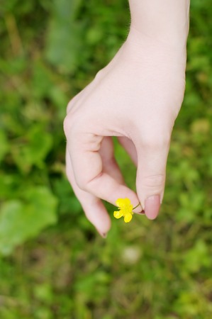 Woman holding beautiful yellow flower  buttercup  in her hand