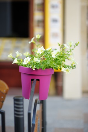Flowerpot with flowers in the outdoors cafeの写真素材