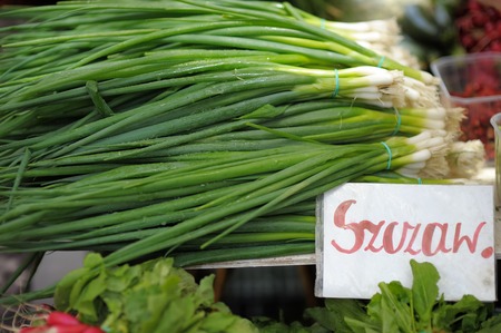 Fresh spring onions at farmers marketの写真素材