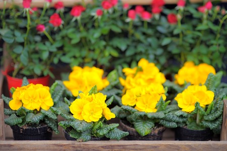 Yellow and red fresh flowers in the wooden boxの写真素材