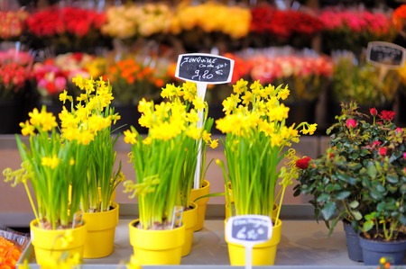 Beautiful colorful flowers sold on outdoor flower shop in Paris, Franceの写真素材