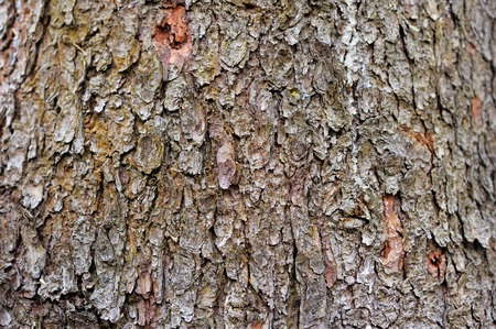 Wooden bark texture close up as background