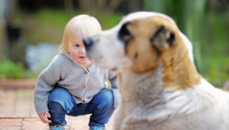 Toddler boy playing with big dog outdoorsの写真素材