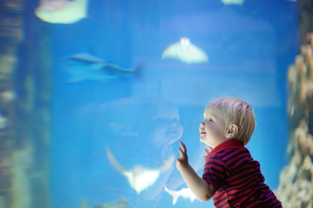 Toddler boy watches fishes in aquariumの写真素材