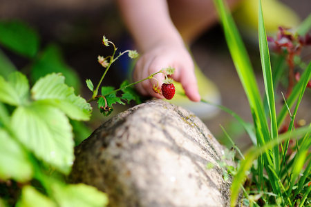 Close up photo of little child hand picking sweet wild strawberryの写真素材