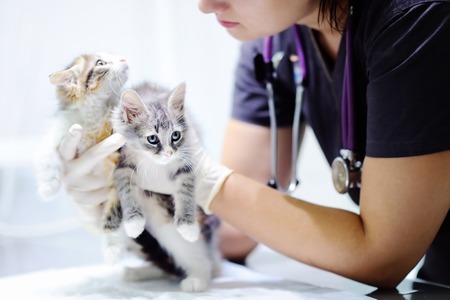 Young female veterinary doctor looking on cute kittenの写真素材