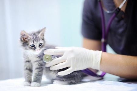 Female veterinary doctor using stethoscope for cute kittenの写真素材