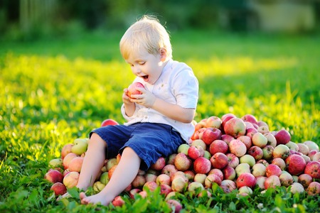 Cute toddler boy sitting on heap of apples and eating ripe apple in domestic gardenの写真素材