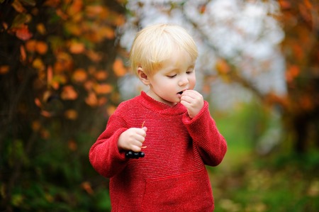Cute stylish toddler boy picking black currants in domestic garden
