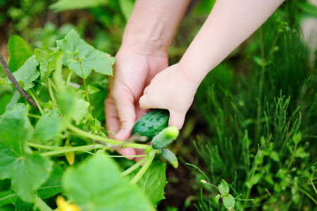 Hands of little child and middle age woman during harvesting in domestic gardenの写真素材